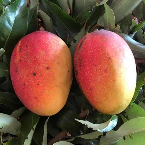 Pianta frutto tropicale - da,