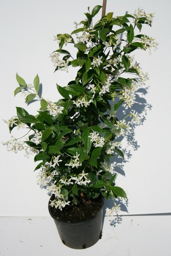 Falso gelsomino rhyncospermum - gelsomino,