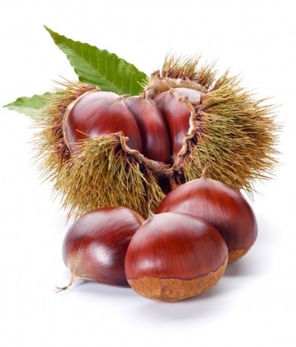 Pianta castagno frutto - pianta, a