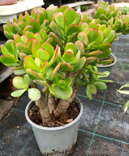 Pianta albero giada - pianta, di