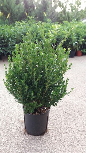 Pianta buxus bosso faulkner - bosso,