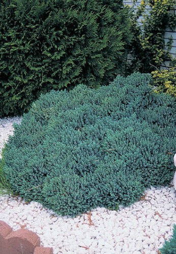 Ginepro squamoso juniperus - ginepro,
