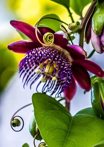 Passiflora quadrangularis 10 - quadrangularis,