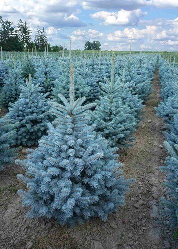 Abete blu pino argentato