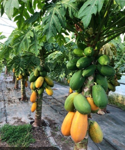 Papaya pianta - pianta,