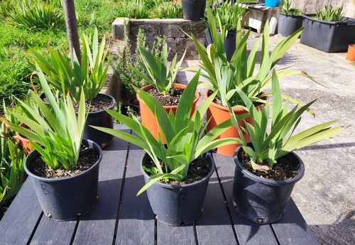 Pianta iris germanica - pianta,