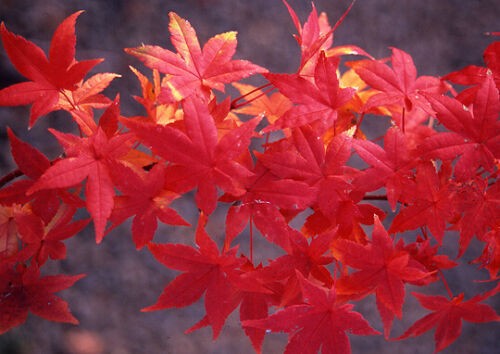 Acero rosso giapponese - , "acero