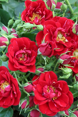 Rosa polyantha pianta - rosa, "rosa