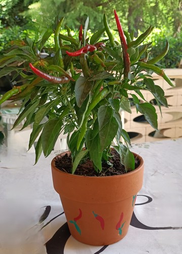 Pianta peperoncino thai - ,