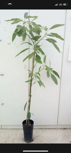 Avocado innestato hass - 110, cm