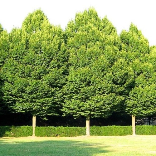 Carpino bianco carpinus - carpino,