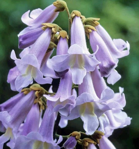 Pianta paulownia tomentosa - pianta,