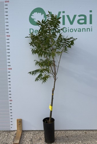 Pianta noce pecan pawnee - pianta,