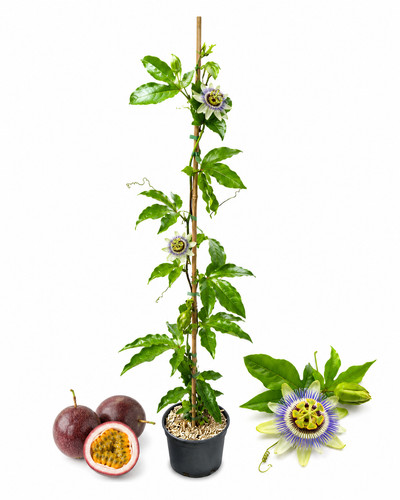 Passiflora edulis - , (maracuja)