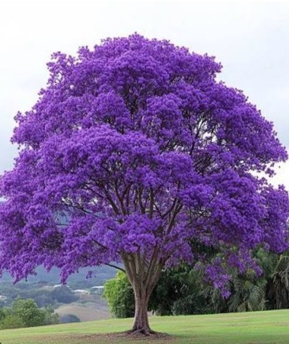 Jacaranda pianta - jacaranda,