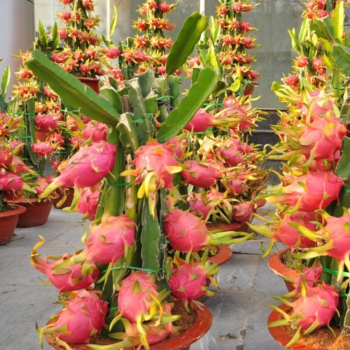 Pianta pitaya rossa - 1,