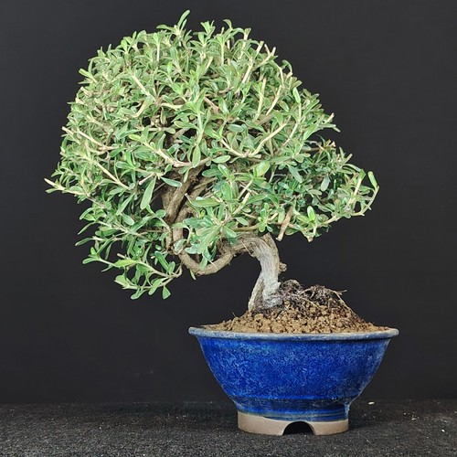 Coprosma shohin bonsai - shohin, pianta