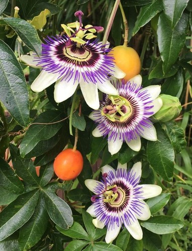 Passiflora caerulea pianta - passiflora,