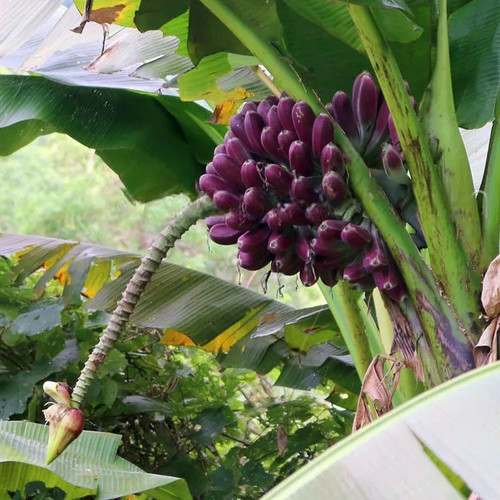 Musa itinerans burmese blue - musa,