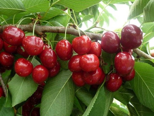 Ciliegio lapins vaso pianta - ciliegio,
