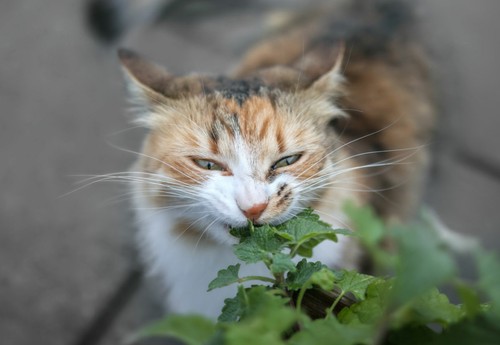 Erba gatta nepeta cataria - erba,