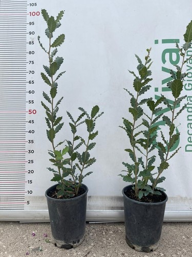 Pianta quercus quercia - di,