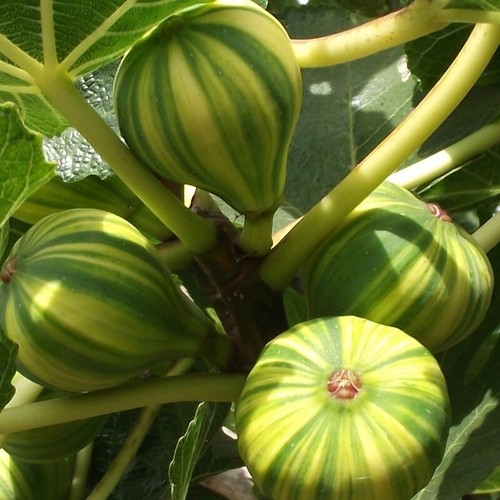 Pianta frutto fico - da,
