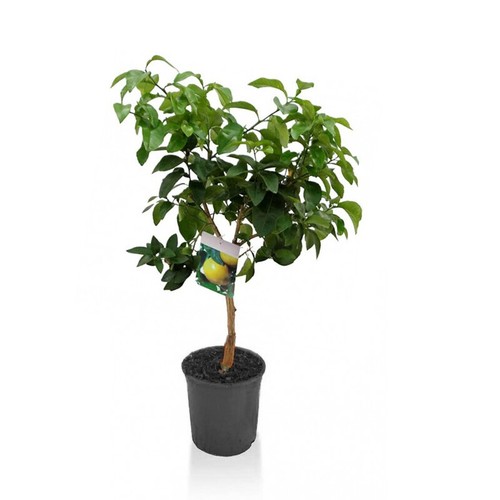 Pompelmo rosa citrus - pompelmo,