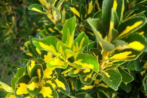 Piante evonimo giapponese - 3,