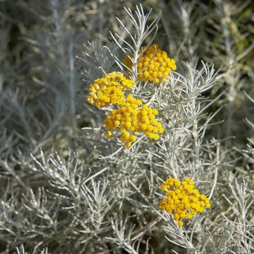 Elicriso italicum - elicriso,