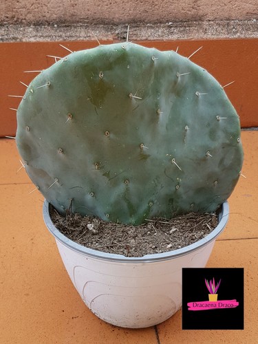 Opuntia topolino - opuntia, (opuntia