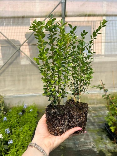 Bosso buxus microphylla - "buxus,
