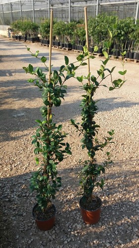 Piante di rincospermum - piante,