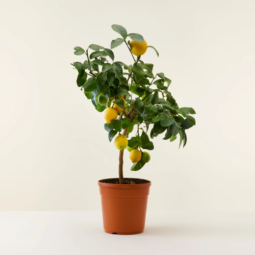 Limone lunario citrus limon - limone, "citrus