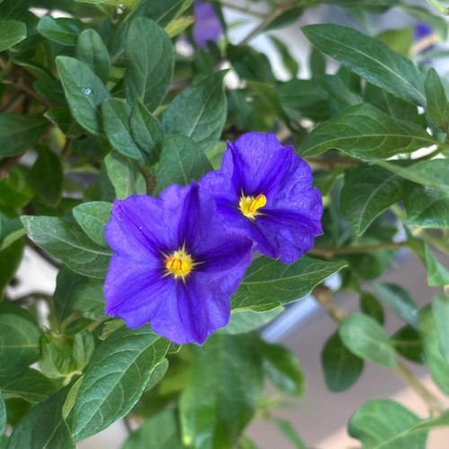 Pianta solanum rantonetti - di,