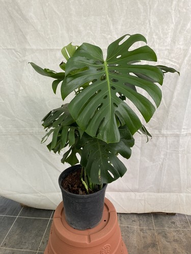 Monstera deliciosa pianta