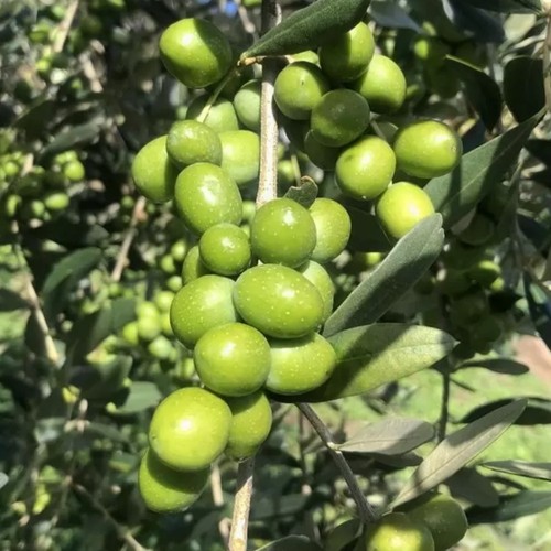 Pianta ulivo leccio - ulivo,