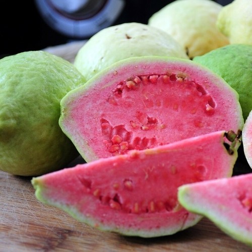 Pianta guava rosa frutto - pianta,