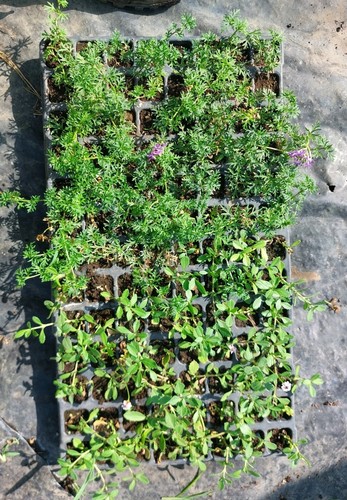 Offerta mix prati verbena - mix,