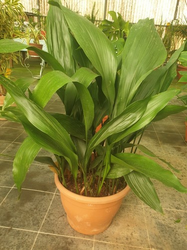 Aspidistria elatior cm - 40,