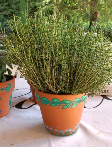 Pianta timo con vaso - ,