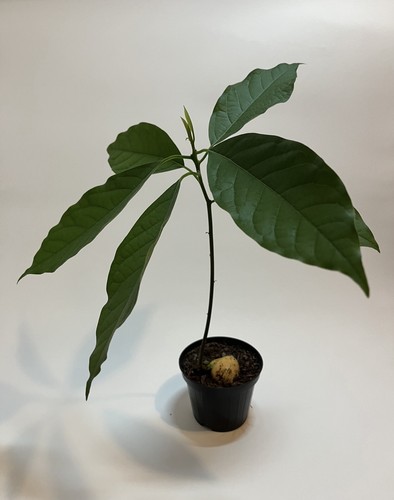 Pianta avocado cm - di,