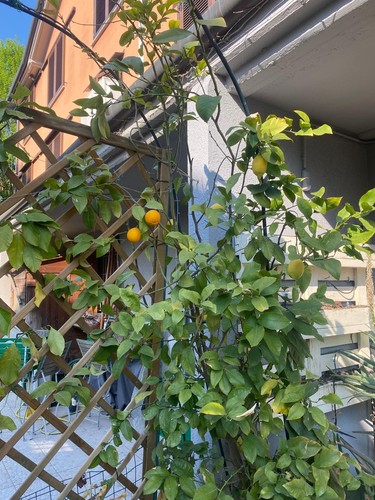 Pianta limone citrus da - pianta,