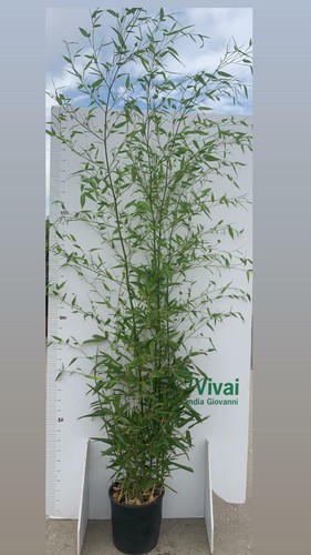 Piante di bambu - n., 2