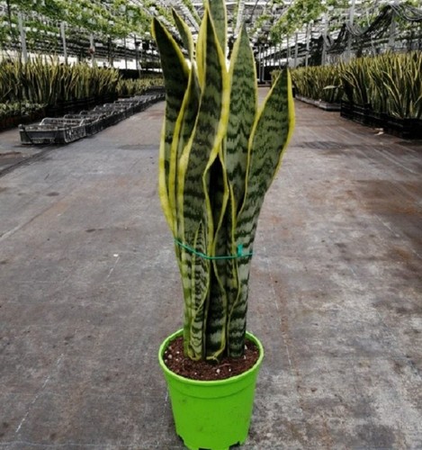 Pianta sanseveria laurentii - pianta,