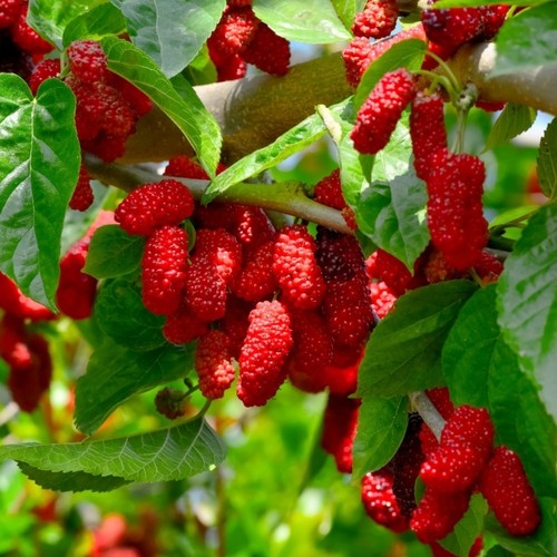 Pianta frutto gelso - gelso, rosso