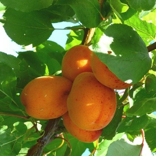 Pianta frutto albicocca - frutto,