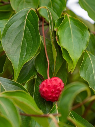Cornus kousa subsp chinensis - kousa,