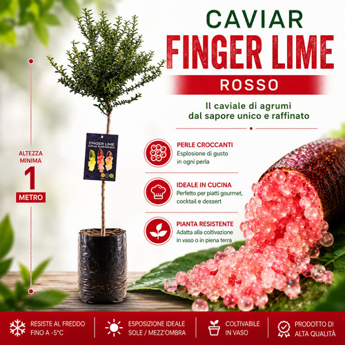 Pianta finger lime caviale - pianta,