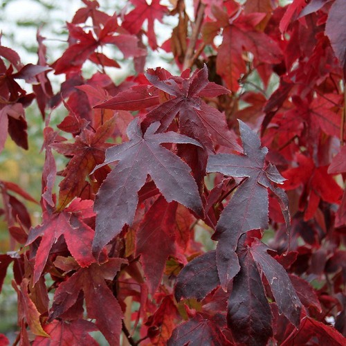 Storace americano liquidambar - americano, "liquidambar